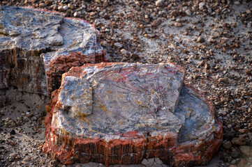 アリゾナ化石の森国立公園（Petrified Forest National Park）の珪化木