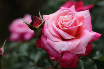 pink rose in garden