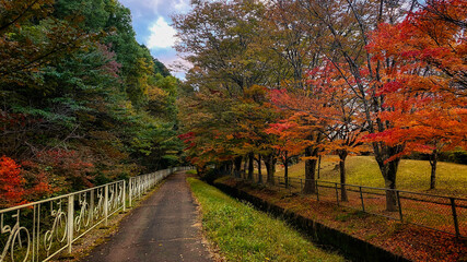Fototapeta na wymiar 静かな公園の散策道と赤色の紅葉の風景