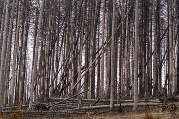 Harz, Germany