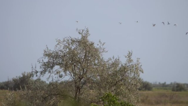 Silverberry tree in the field with flock of birds fly at background