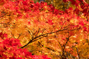 Naklejka na ściany i meble 秋の鮮やかな赤色の紅葉の風景