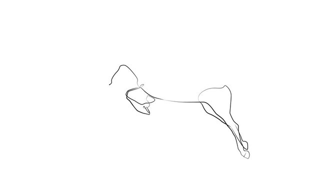 Jockey on a horse drawn by one line. Black line animation on white background