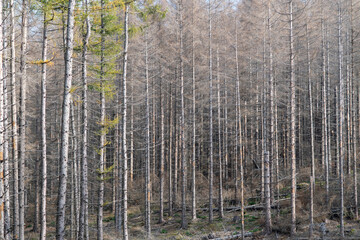 Harz, Germany