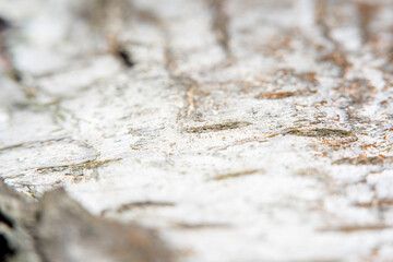 Birch bark background in soft focus at high magnification. A tree with a white trunk with black stripes. A useful product in medicine for the preparation of healing and antipyretic agents.