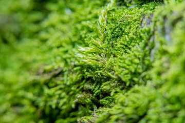 Green background with tree climacium moss in soft focus at high magnification. The beauty of nature and the environment. Insignificant details invisible to the naked eye.