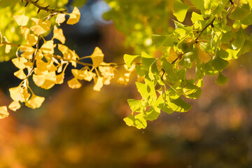 秋の公園の黄色い銀杏の木の風景