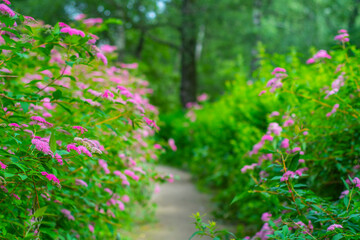 A quiet path in the park surrounded by spirea bushes with small pink flowers. A cozy path for relaxing walks in the summer in nature.