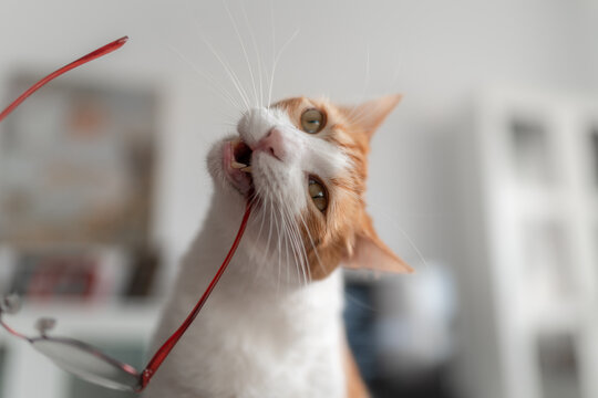 gato blanco y marron con ojos amarillos muerde un par de gafas. primer plano