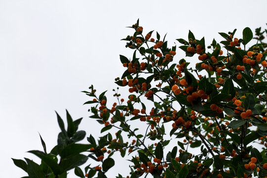 Branches of a tree with green leaves and orange berries on a clear sky background. summer day.