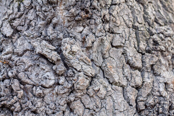 tree bark texture. Very nice background.