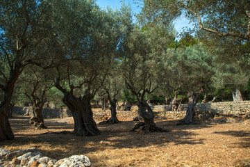 Olivenbaum Plantage in Landschaft, Insel Mallorca, Baleareninsel, Spanien, Europa