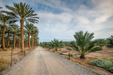 Plantation of date palms for healthy food is rapidly developing agriculture industry in desert areas of the Middle East