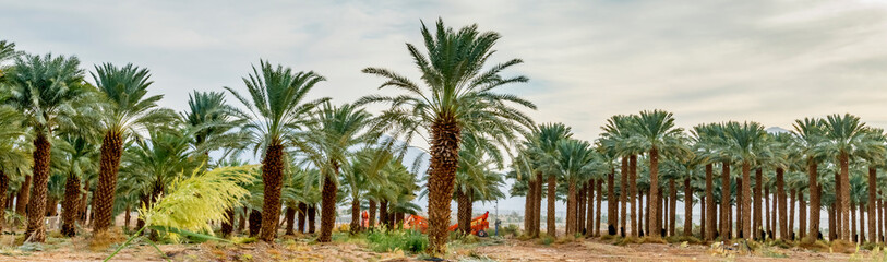 Fototapeta na wymiar Plantation of date palms for healthy food is rapidly developing agriculture industry in desert areas of the Middle East