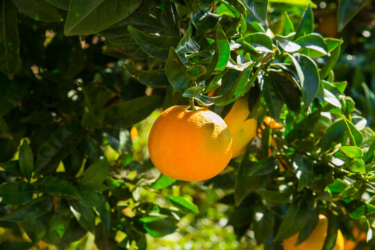 Close up of orange tree with oranges