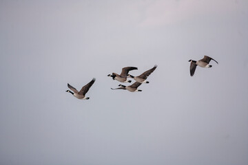 Kanadagans - Branta canadensis