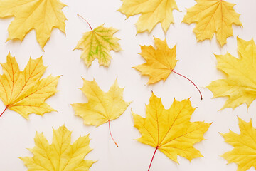 Beautiful autumn maple leaves background. Nature fall season