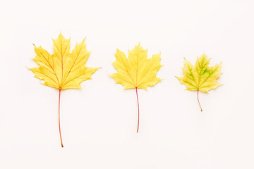 Beautiful autumn maple leaves in row on light color background. Nature fall season