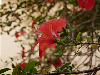 A large bright red hibiscus flower bloomed on the branch of a large Bush next to the buds in the...