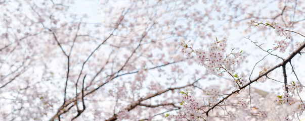 満開の桜 ソメイヨシノ 桜の花と空の背景 パノラマ 桜 日本 2020