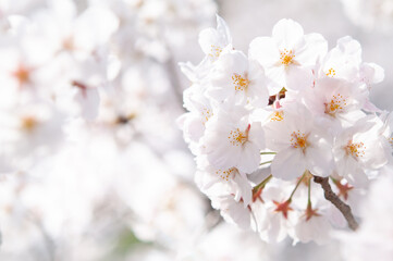 満開の桜 ソメイヨシノ クロースアップ 白背景 桜 2020 日本