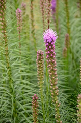 Sunflowers, Many flowers and pumpkins