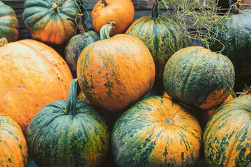 Various types of pumpkin.
Healthy, tasty vegetables