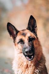 Purebred dog on the background of a yellow autumn forest, high-quality photo of the dog for a screensaver or calendar. Portrait of a black and red German shepherd with devoted brown eyes.