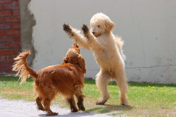 two dogs playing
