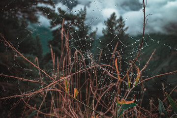 web in the dew