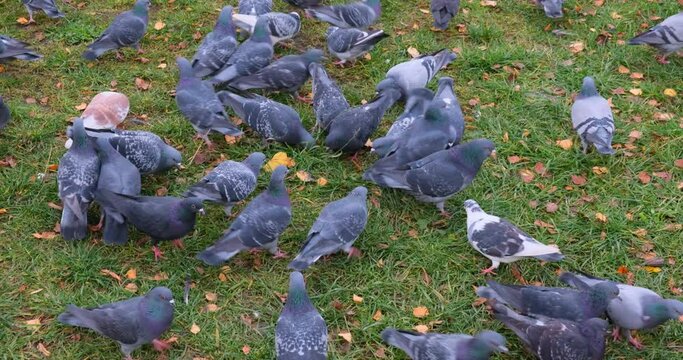 Pigeons feed on the grass.
They are actively looking for food.
A small child runs and scares them.
A flock of pigeons takes off and flies away.
