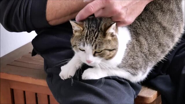 Mann streichelt getigerte Katze