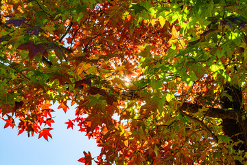 autumn colored leaves with sunshine
