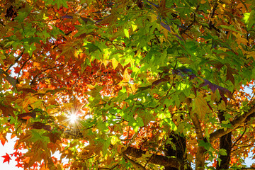 autumn colored leaves with sunshine