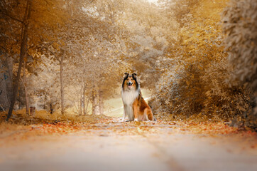 collie dog walk in the autumn park magic light beautiful pet portrait
