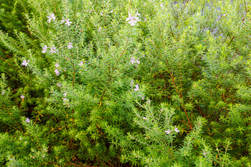 rosemary herb blooms