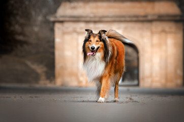 collie dog walk in the autumn park magic light beautiful pet portrait
