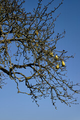 Birnen an einem Baum im Herbst