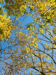 yellow leaves