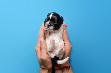 photoshoot newborn puppies cute shih tzu affection lovely background
