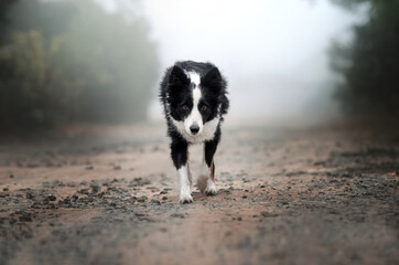 Obraz na płótnie Canvas border collie dog lovely autumn photo walk in nature autumn landscape 