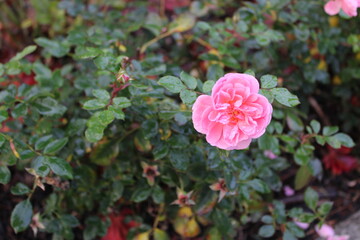 pink and white rose