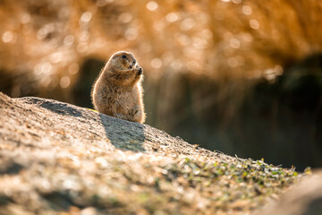 A Cute Groundhog Looking Curiously