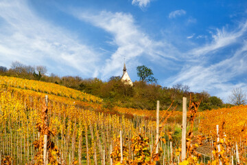 Autumnal vineyards at the Moselle in Germany