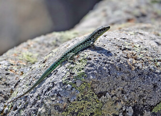 Lézard tyrrhénien (Podarcis tiliguerta) mâle en Corse