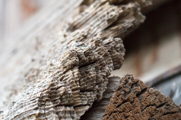 A cut of a statue tree. Old tree rots outdoors. Natural texture. Natural background from old wood. Cracked tree.