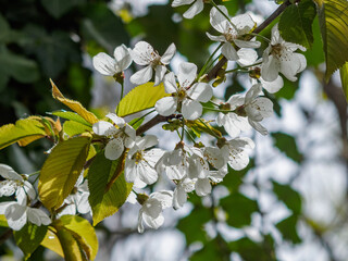 Cherry tree blossom in spring