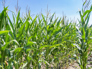 close-up view of a corn field in springtime
