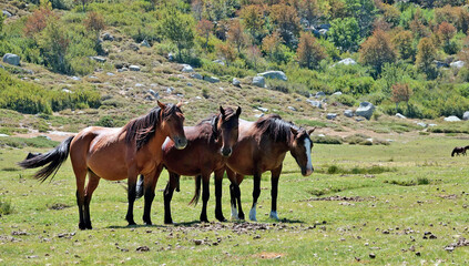 Chevaux en liberté sur le plateau de Cuscionu en Corse