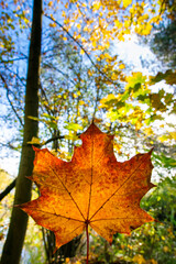 autumn maple leaves